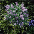 Korean Lilac Tree O7231