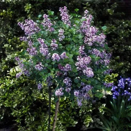 Korean Lilac Tree O7231